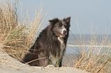 BORDER COLLIE 1434
